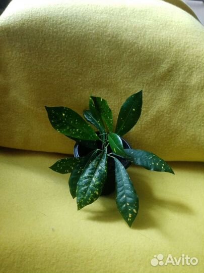 Кодиеум кротон аукуболистный