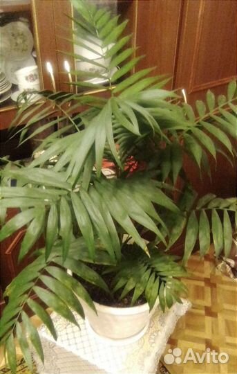 Комнатные растения цветы