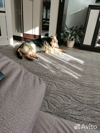 Щенки немецкой овчарки в добрые руки