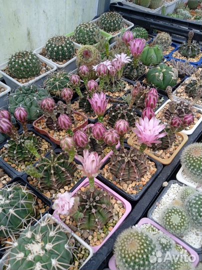 Гимнокалициум Фридриха 7/7 см. Горшок