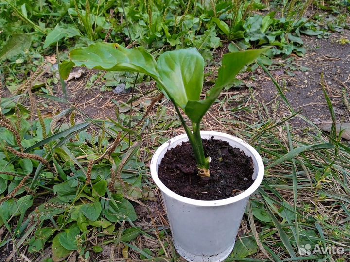 Суккуленты и цветы