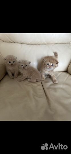 Котята британцы