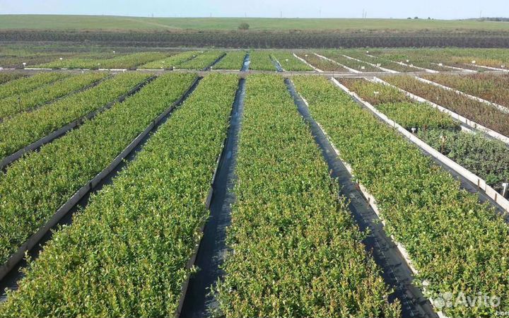 Саженцы голубики оптом