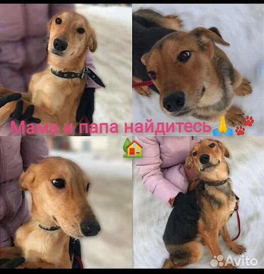 Собака в добрые руки