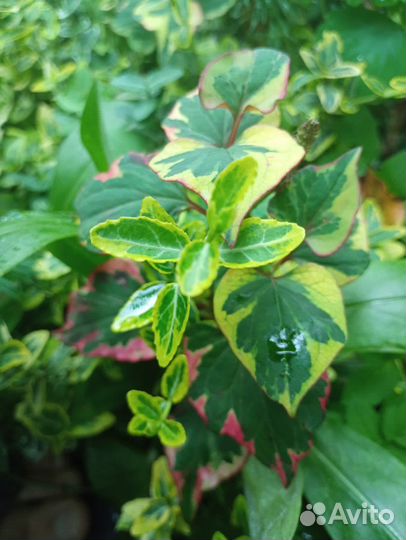 Гортензия крупнолистная и др.многолетники