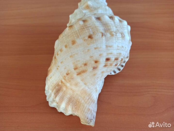 Морская раковина