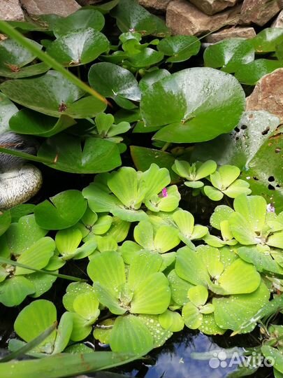 Пистия. Водяная роза