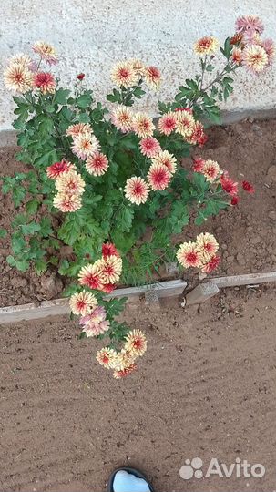 Хризантемы мультифлора