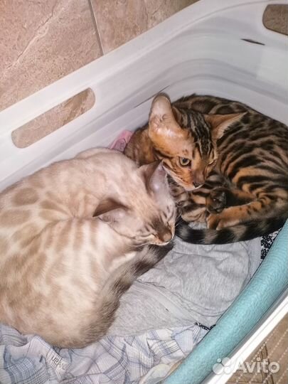 Котята бенгальской кошки