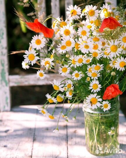 Цветы. Ромашка