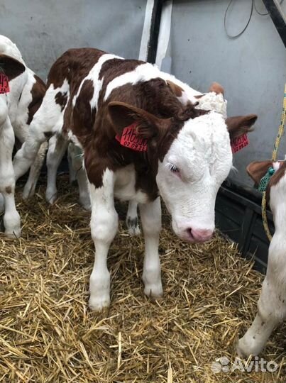 Телята бычки сименталлы