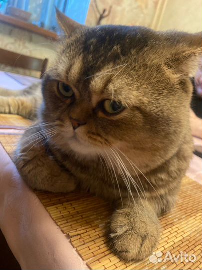 Шотландский кот вязка