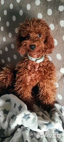 Пудель девочка