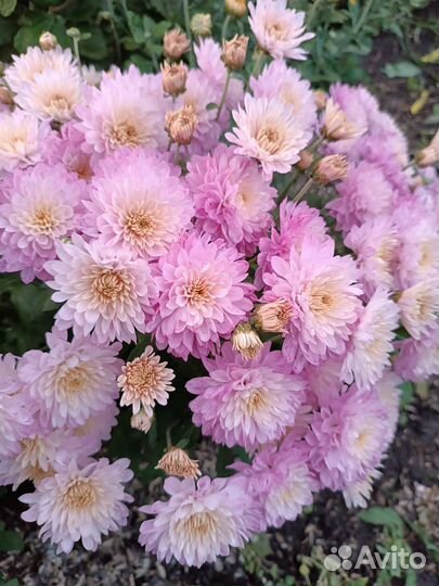 Хризантемы кустом