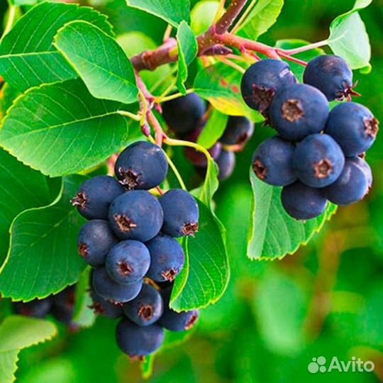 Ирга, Смородина белая,красная,черная саженцы