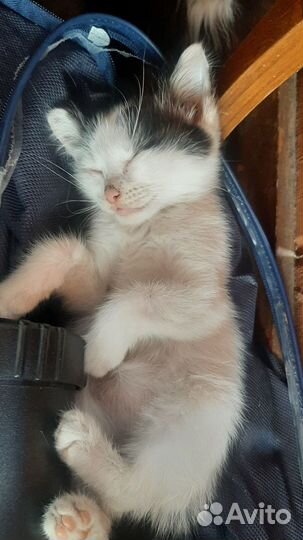 Кошечка 2 месяца
