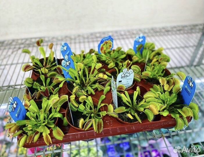 Хищное растение Дионея Мусципула / Венерина Мухоло