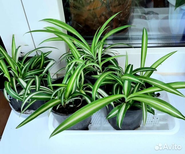 Хлорофитум хохлатый