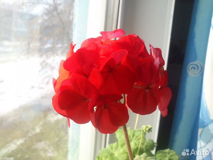 Кактусы, мускари синие