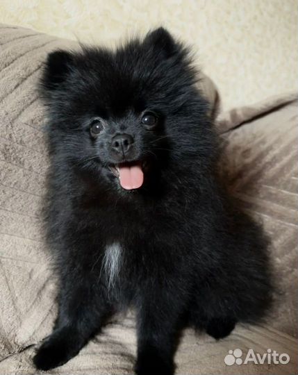 Продаётся Померанский Мини Шпиц