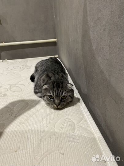 Шотландская вислоухая кошка