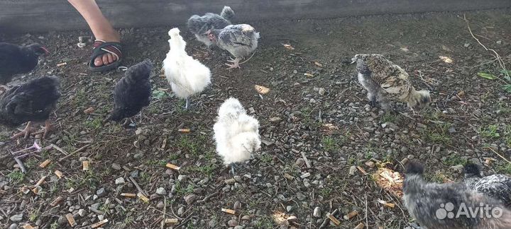 Птица-обмен на зерно. Аюта