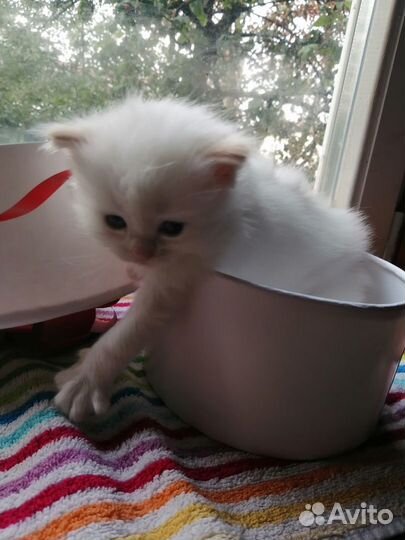 Открыто бронирование Рэгдоллы с документами