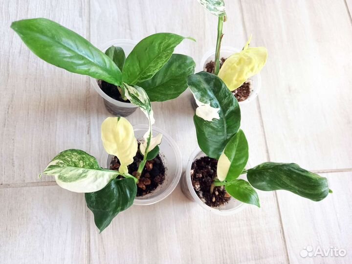 Рафидофора пуберула вариегатная