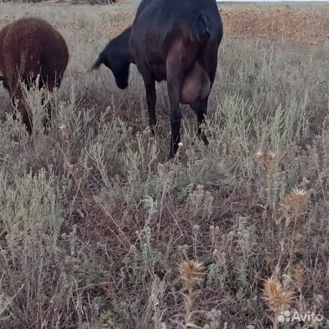 Коза дойная молочная