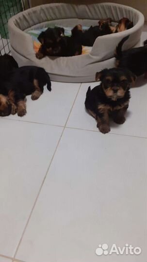 Щенки йоркшерского терьера