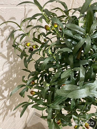 Олива дерево искусственное домой офис кафе