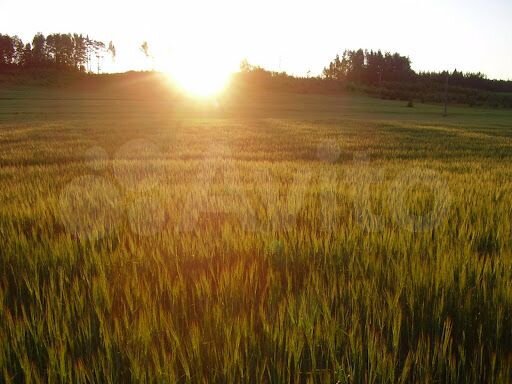 Участок 99 сот. (СНТ, ДНП)