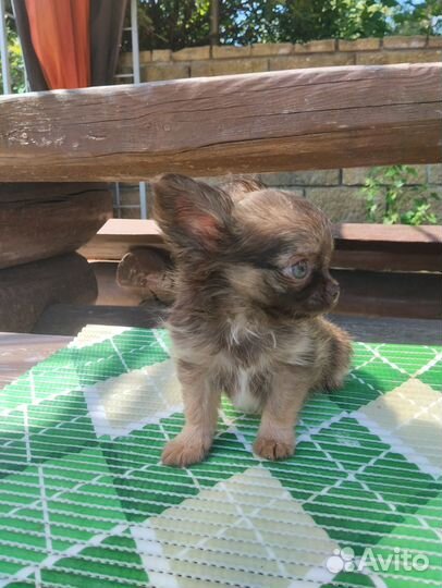 Чихуахуа мини мальчик