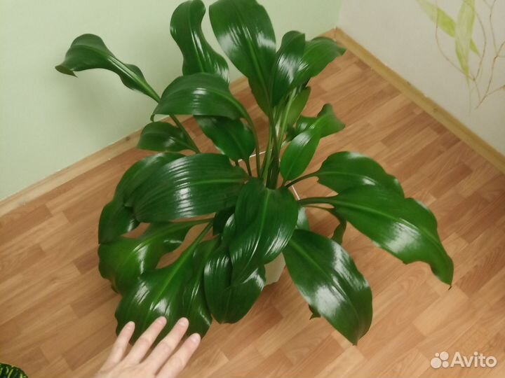 Эухарис амазонская лилия 90см