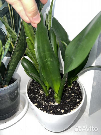 Сансевиерии редкие сорта
