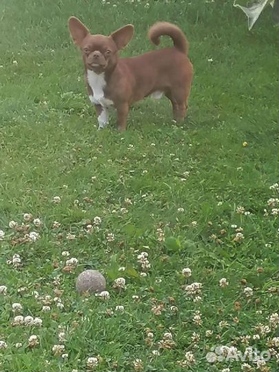 Жених шоколадный, вязка