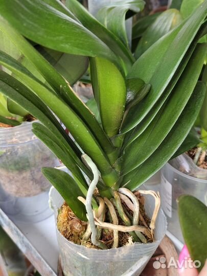 Орхидея фаленопсис бабочка