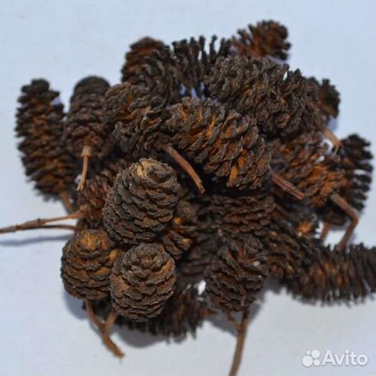 Шишки (соплодия) ольхи