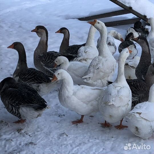 Гусята, цесарята