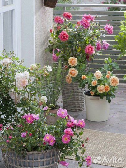 Саженцы роз для контейнерного озеленения