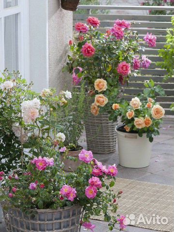 Саженцы роз для контейнерного озеленения