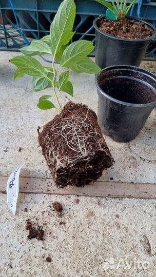 Гортензия древовидная Фантом