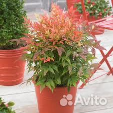 Нандина саженцы