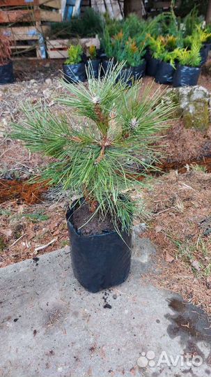 Продам сосну черную Спилберг