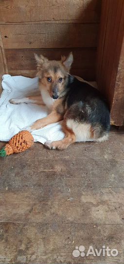 Молодая собака