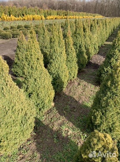 Ель канадская Коника