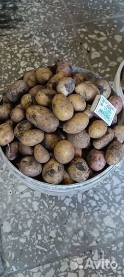 Картофель мелкий