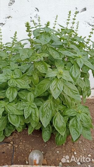 Семена базилика