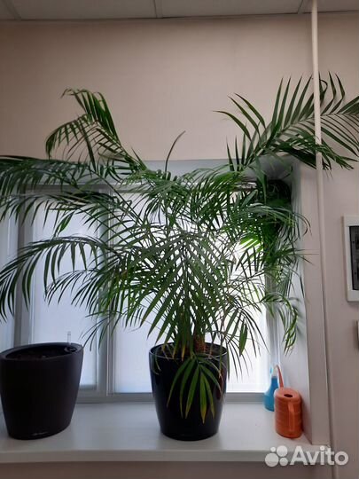 Цветок горшочный Хамедорея