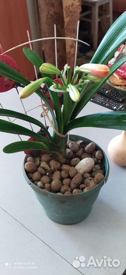 Комнатные растения